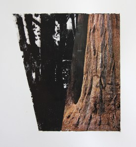 Trees, 20 x 15”, Xerox Transfer and Collage on Paper, 2012